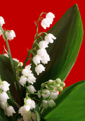 Muguet &eacute;clatant sur fond rouge vif